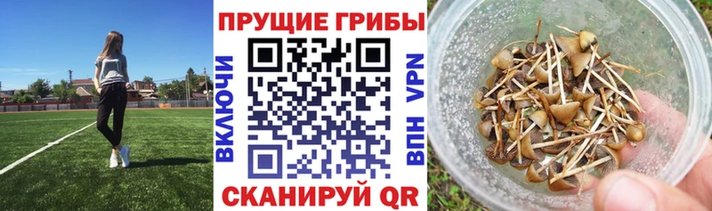 Галлюциногенные грибы мицелий  Новоаннинский 